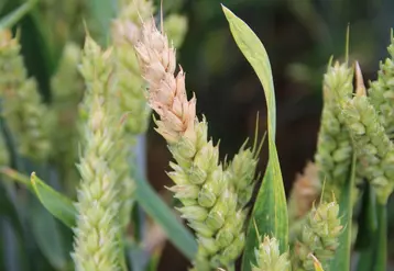 La fusariose des épis peut réduire le rendement d'un blé de plus de 10 % en cas d'attaque sévère. © C. Gloria