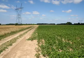 Le soja a dépassé les 160 000 hectares en 2019 et il s'étend vers le nord de la France. © C. Gloria