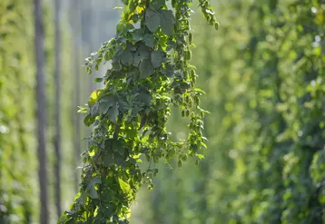 Le houblon est une plante grimpante gourmande en eau et en nutriments. © Agra nova