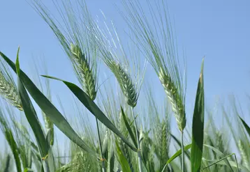 Sous l'effet du coronavirus, FranceAgriMer a remonté de 40 000 tonnes la prévision d’utilisation de blé dur par les industriels en 2019-2020. © G. Omnès
