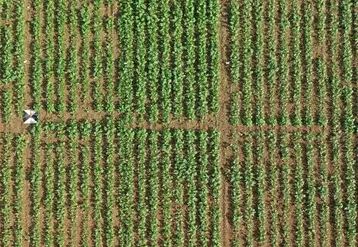 Après trois ans d'essais en parcelles, Terres Inovia va fournir un classement des variétés de colza sur leur vigueur au démarrage. © Terres Inovia