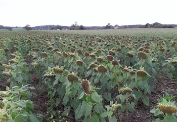 On peut tirer 15 q/ha d'un tournesol en dérobé sans irrigation. © Chambre d'agriculture Vienne