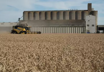 Récolte dans le nord de l'Eure-et-Loir. Le rendement national moyen de blé tendre est estimé à 6,83 t/ha par le cabinet Agritel, en baisse de près de 8 % par rapport à la moyenne olympique. © G. Omnès
