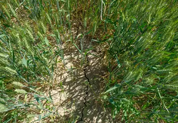 Plafonnement des rendements du blé du fait des hautes températures et difficulté d'implantation des colzas font partie des signes avant-coureur du changement climatique. © G. Omnès