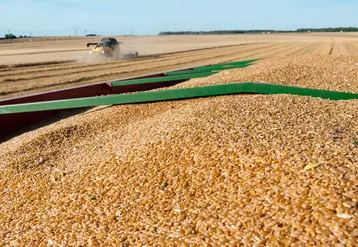 Avec à peine 1,3 million de tonnes de blé dur engrangées en 2020 pour une utilisation domestique de 650 000 tonnes, la récolte française recule à un niveau alarmant. © G. Omnès