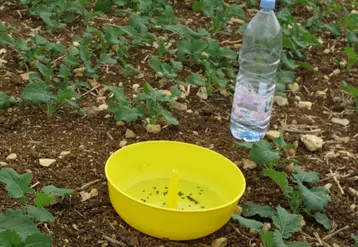 Le phosmet est un insecticide très utilisé pour protéger le colza des ravageurs d'automne. © C. Gloria