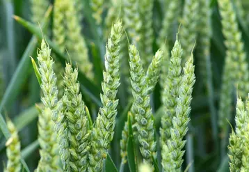 De premiers blés hybrides issus de la recherche RAGT Bayer devraient arriver sur le marché dans cinq ans. © V. Marmuse