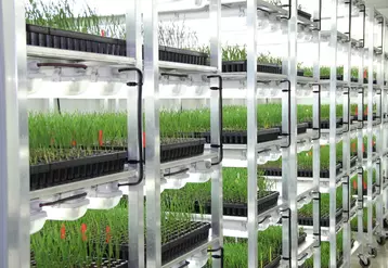 Le cadre réglementaire appliqué aux OGM « n’est plus adapté à l’évolution des technologies », selon Bruxelles. © C. Gloria