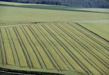 La production actuelle de semences de blé hybride nécessite la mise en place d'un dispositif en bandes avec une maîtrise de l'hybridation qui peut être délicate techniquement. © Réussir SA