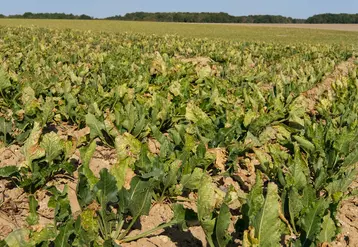 « Certaines de nos variétés ont présenté un très bon comportement lors des attaques de 2020, avec 7 à 10 tonnes à l’hectare de plus que les variétés moyennes du marché », affirme le semencier Deleplanque.