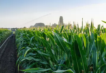 En 2019, la rémunération de la production de maïs semence (main-d’œuvre familiale et amortissement du terrain déduits) est tombée au plus bas, à 300 €/ha.