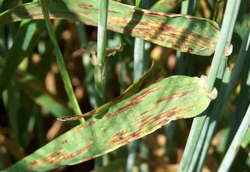 Les symptômes sur feuilles peuvent évoluer en nécrose généralisée.