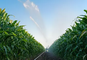 La rentabilité en multiplication de semences varie fortement selon les filières et les secteurs, et dépend notamment du coût de l'eau d'irrigation.