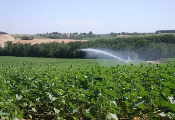 Un apport d'eau à début floraison est incontournable pour améliorer le rendement du tournesol.