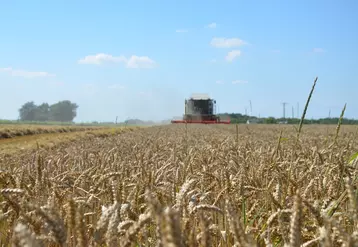 Largement cultivé dans la moitié sud, le blé dur a été exposé aux assauts de la sécheresse, qui a sévi précocement dans la partie méridionale du pays.