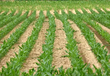 Des maïs à 60 cm d'inter-rang couvrent plus vite le sol que ceux à 75 cm, ce qui limite l'évaporation et les infestations d'adventices.