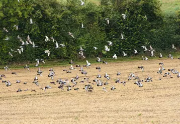 La proximité de villes ou villages peut favoriser l'installation de troupes importantes de pigeons bisets sur les cultures.