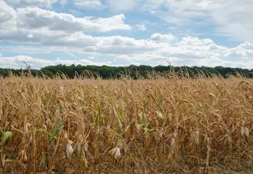 La filière maïs demande la préservation de moyens de lutte contre les bioagresseurs et la sécurisation de l'accès à l'eau. Les contours de la nouvelle PAC seront aussi un enjeu de taille. © G. Omnès