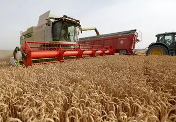 Moisson des bles dans les plaines cerealieres de la Marne. La recolte des bles s annoncent tres bonne avec des rendements superieurs a 92 quintaux par hectares. Paysan ...