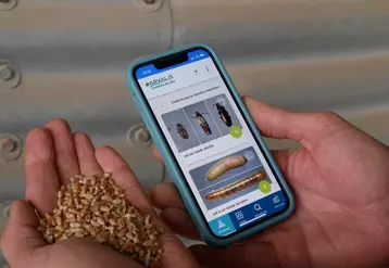 La nouvelle application numérique d'Arvalis permet d'identifier et de gérer les insectes présents dans les silos de stockage des céréales. 