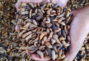 larves d'insectes mouches soldats noires, élevage d'insectes