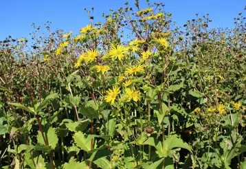 En plus d'être une bonne candidate pour la méthanisation et de résister aux aléas climatiques, la silphie produit des fleurs jaunes attractives pour les abeilles. © C. Gloria