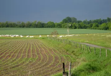 DSCN8346 / champ, maïs, paysage agricole de Lorraine, bovins, charolais, troupeau, ciel d'orage