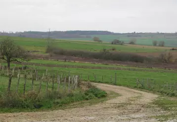 Chemin rural entre des parcelles agricoles.