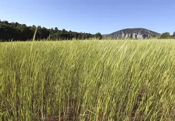 champs de céréales bio