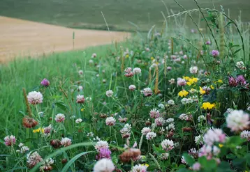 Fleurs en bordure de champs