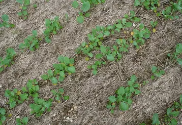 I M G _ 4 1 9 2 /  levée d'un colza implanté en semis direct, stade premières feuilles, automne, non travail du sol, résidus de culture,  oléagineux.