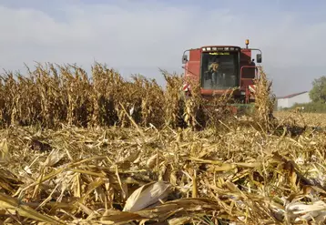 En dépit d'une surface tombée à 1,2 million d'hectares, la production de maïs grain devrait augmenter de 5,5 % par rapport à 2022, grâce à des rendements élevés.