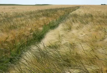 Présence de ray grass dans un champ de céréales. Adventices. Mauvaises herbes des cultures.