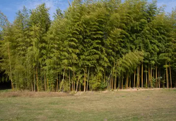 La société Horizom estime une rémunération brute de 3 500 euros/ha pour une bambousaie adulte.