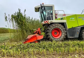 Récolte du chanvre par une entreprise de travaux agricoles avec une faucheuse Claas en Vendée. Septembre 2023