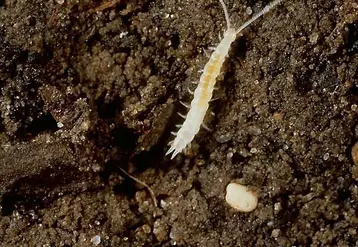 L'adulte de scutigérelle présente un corps translucide de 8 mm de long et avec douze paires de pattes.