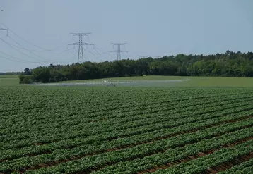 irrigation avec rampe de pomme de terre plantée en billons (trois rangs) dans le sud de l'Essonne en Ile-de-France fin mai (printemps)