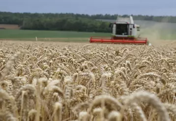 Moisson des bles dans les plaines cerealieres de la Marne sous la menace de la pluie.