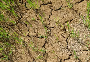 mai 2022. Culture d'orge de printemps pénalisée par un temps sec dans le sud Seine-et-Marne