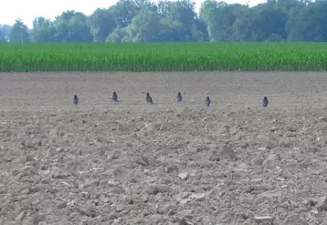 Le décalage de semis de maïs ou de tournesol augmente le risque d'attaques importantes de pigeons et corvidés.