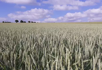 Parcelle de blé tendre en Nouvelle Aquitaine