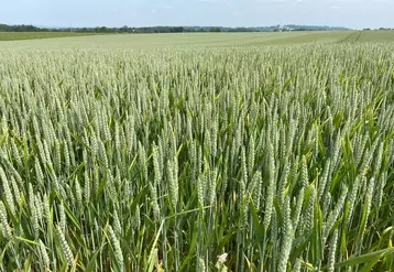 Mélange variétal de semences de fermes chez Clément Thomine à Nécy dans l'Orne