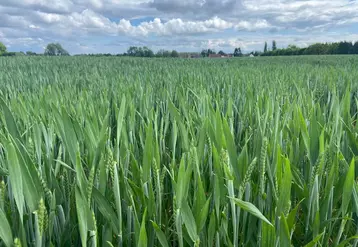 Parcelle de blé tendre fin mai dans le Nord