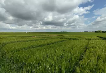 Parcelles d'essais sur variétés de blé sur menés par Terres inovia