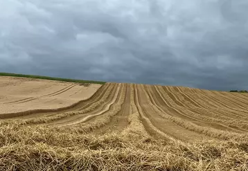 Parcelle de blé tendre en cours de récolte.