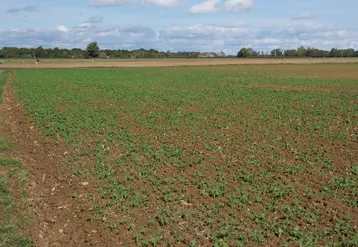 Parcelle de colza mi-octobre, stade 4 feuilles, dans l'Eure