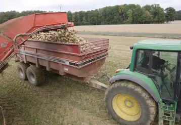 Récolte des betteraves en Seine et Marne. 