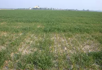 Le blocage de l'assimilation du phosphore par les cultures (céréales ici) peut être dû au fort taux de calcaire dans un sol.