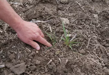 Pour limiter les infestations de graminées comme le vulpin et le ray-grass, le décalage de la date de semis du blé ou de l’orge est toujours une bonne stratégie. 