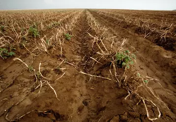 Pomme de terre / gros plan des rangs après défanage et avant arrachage / fanes